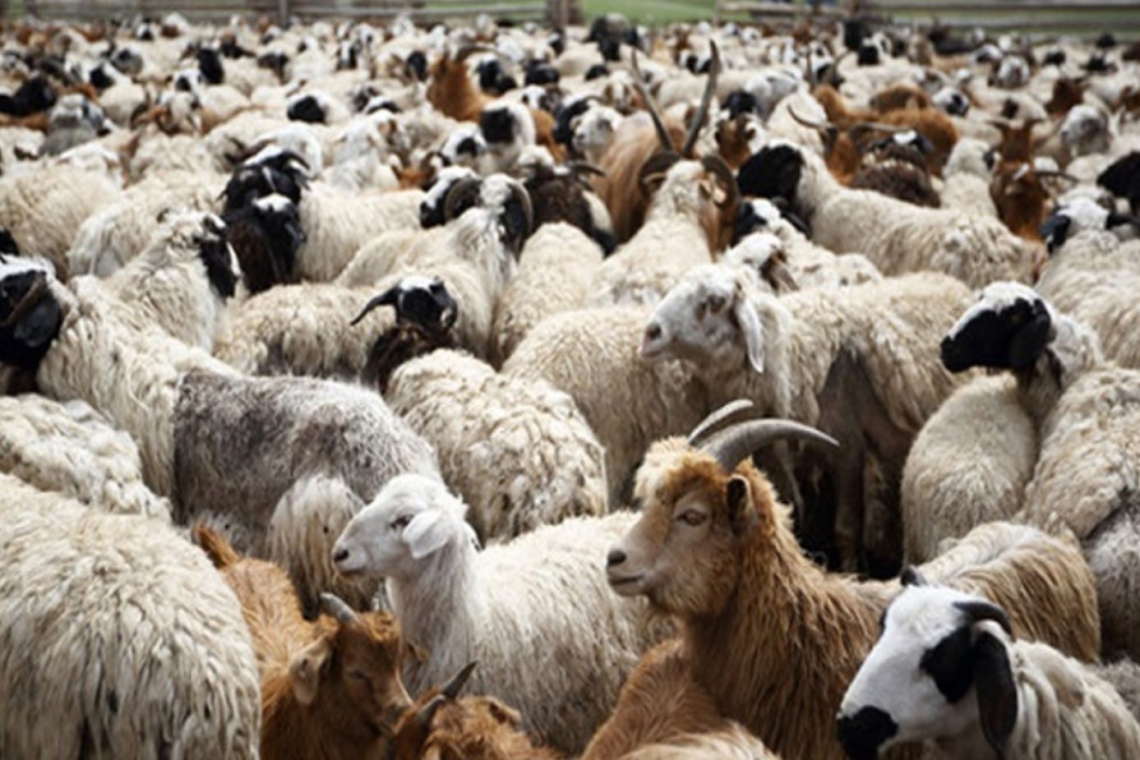 Ύποπτα κρούσματα ευλογιάς σε κτηνοτροφικές μονάδες της Μαγνησίας
